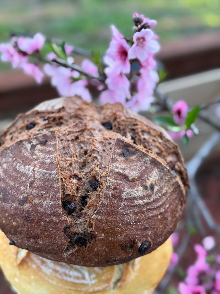 Chocolate Sourdough