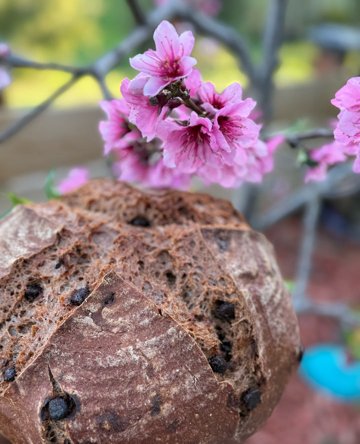 Chocolate Sourdough