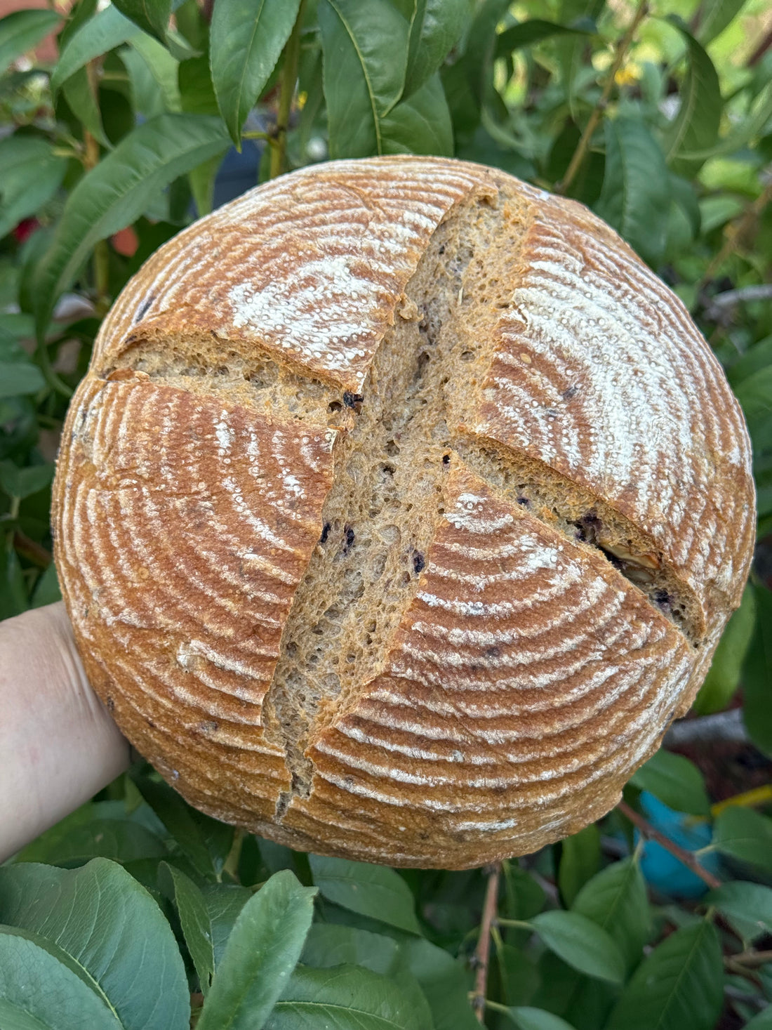 Walnut Lavender & Blueberries