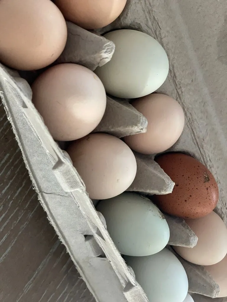 FARM FRESH CHICKEN EGGS - ORGANIC & PASTURE RAISED